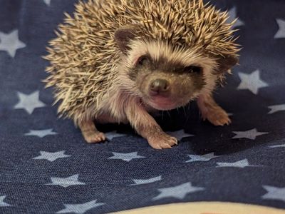 Baby Male Hedgehog "Quilliam"