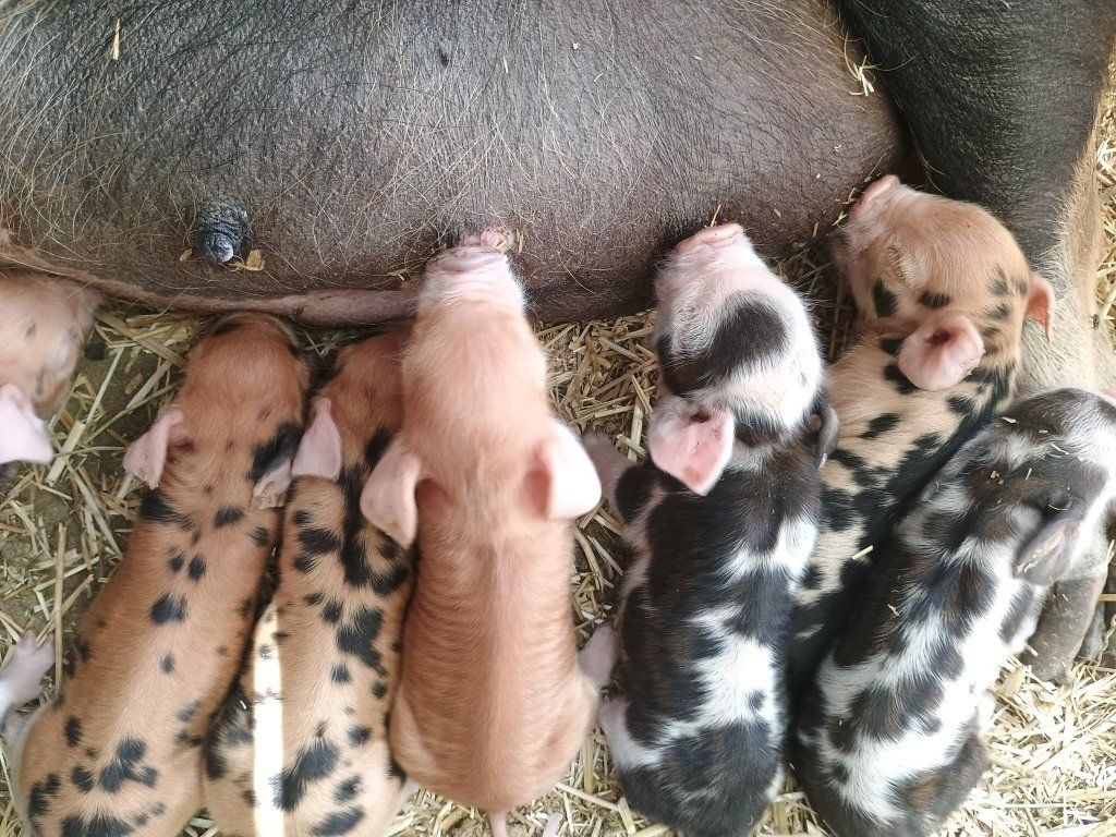 Super Friendly Purebred KuneKune Piglets