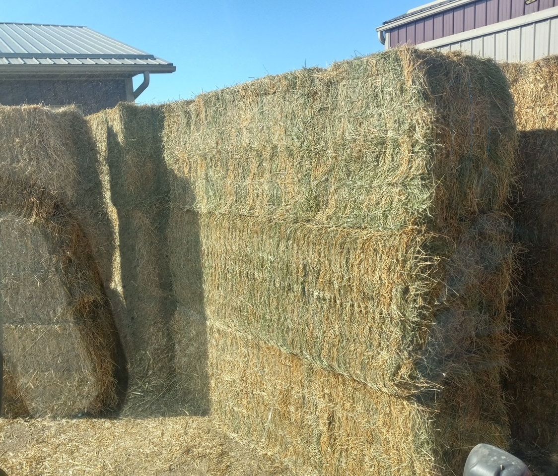 Beautiful 3x3x8 Alfalfa/Grass