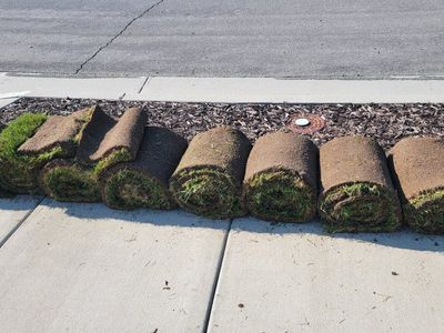 Fresh Sod Rolls - Instant Lawn Solution for Your Yard & Garden Projects