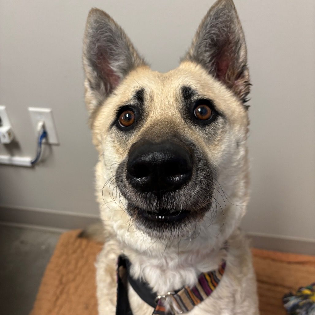 Hello my name is Ahsoka