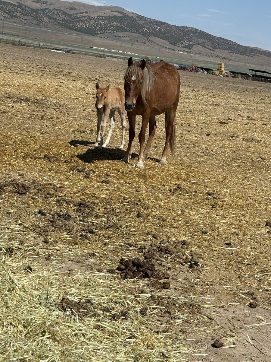 Quarter Pony Mare and Colt