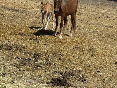 Quarter Pony Mare and Colt