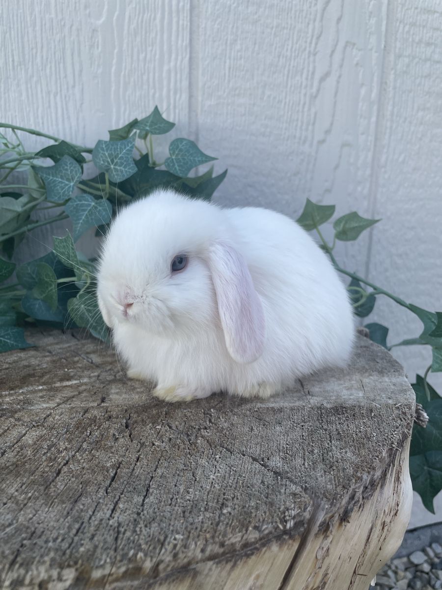 Purebred Holland Lop Buck - Blue Eyed White Fully Pedigreed Rabbit