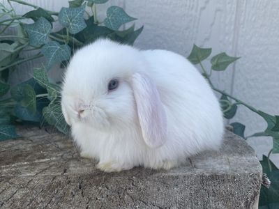 Purebred Holland Lop Buck - Blue Eyed White Fully Pedigreed Rabbit