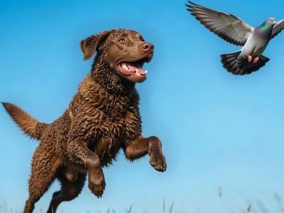 Feral Pigeons for Dog Training Be ready for the Hunt and launcher available