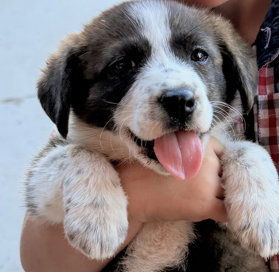 Cowboy Corgi puppy 1 female  left