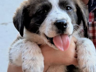 Cowboy Corgi puppy 1 female left