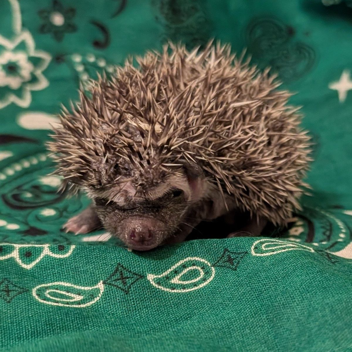 Baby Male Hedgehog "Quilliam Turner"