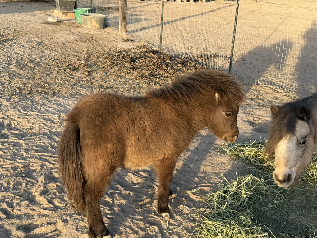 Class A Mini Stud Colt