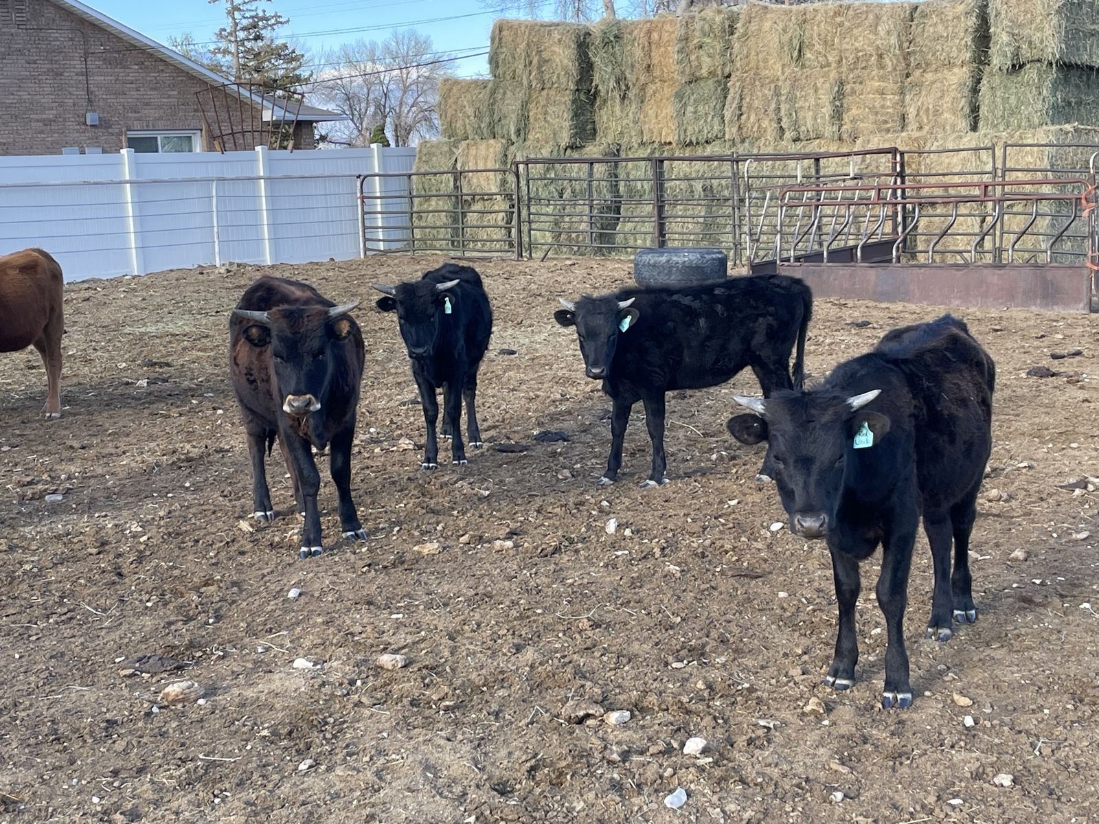 Fresh Corriente Heifers