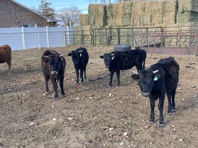 Fresh Corriente Heifers