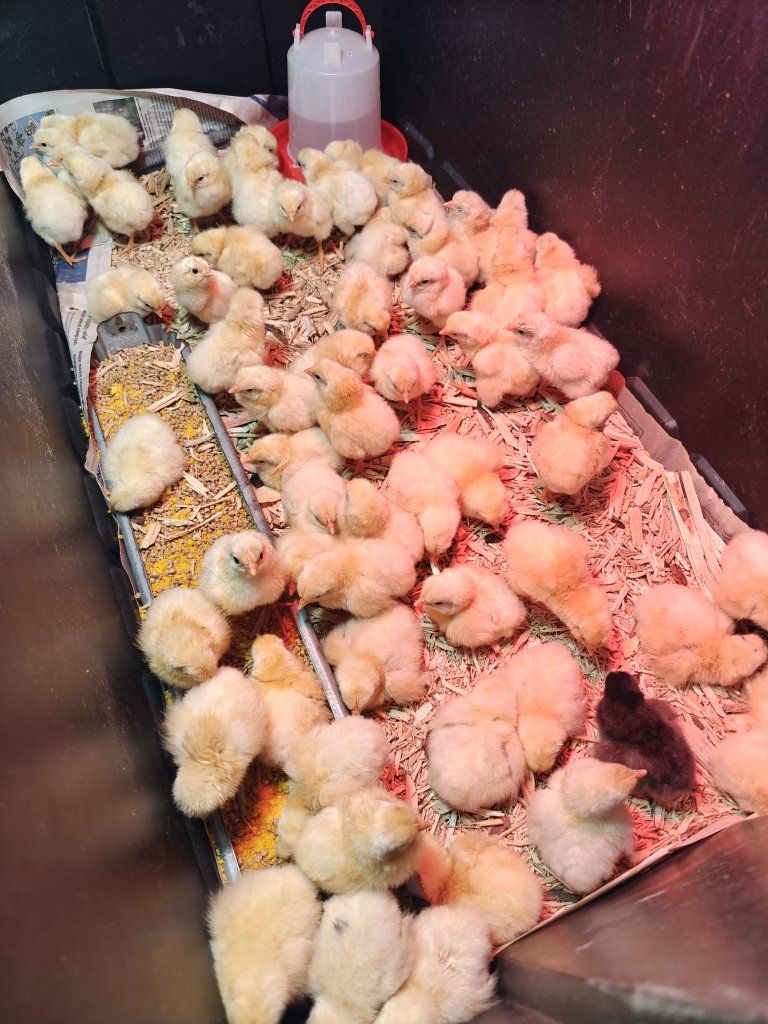 American Bresse Chicks