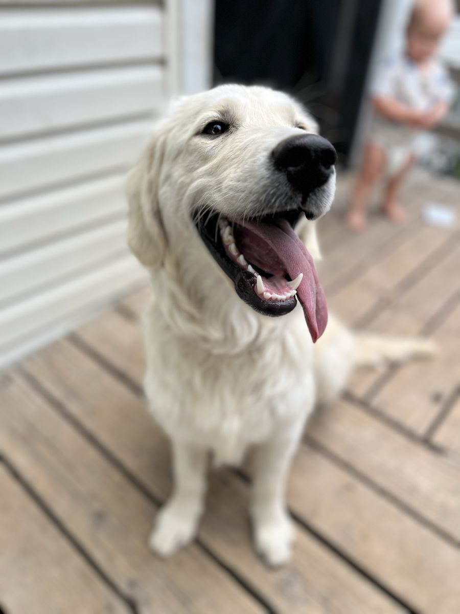 AKC Golden Retriever