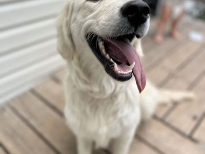 AKC Golden Retriever