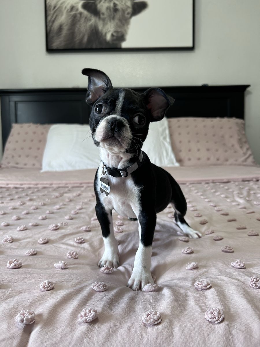 2 Boston terrier females