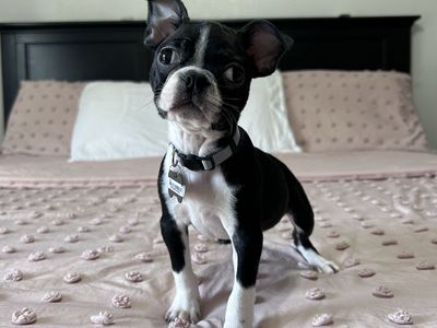 2 Boston terrier females