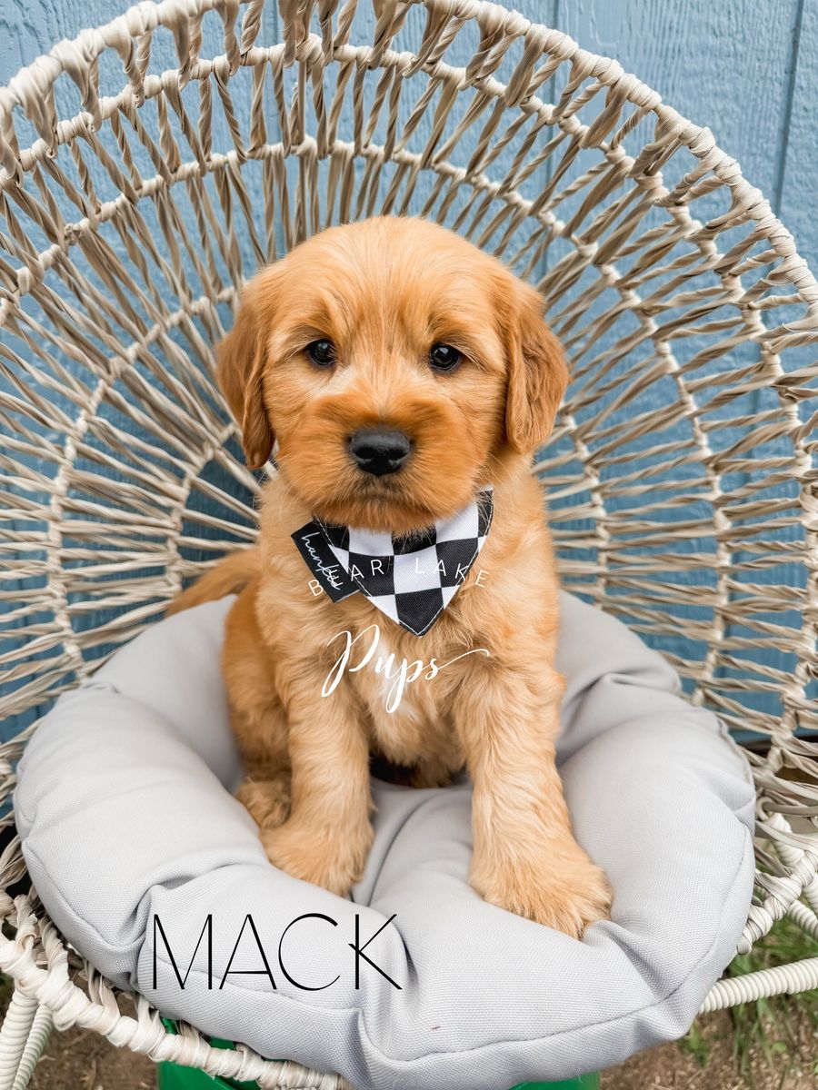 Mini Goldendoodles