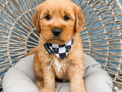 Mini Goldendoodles