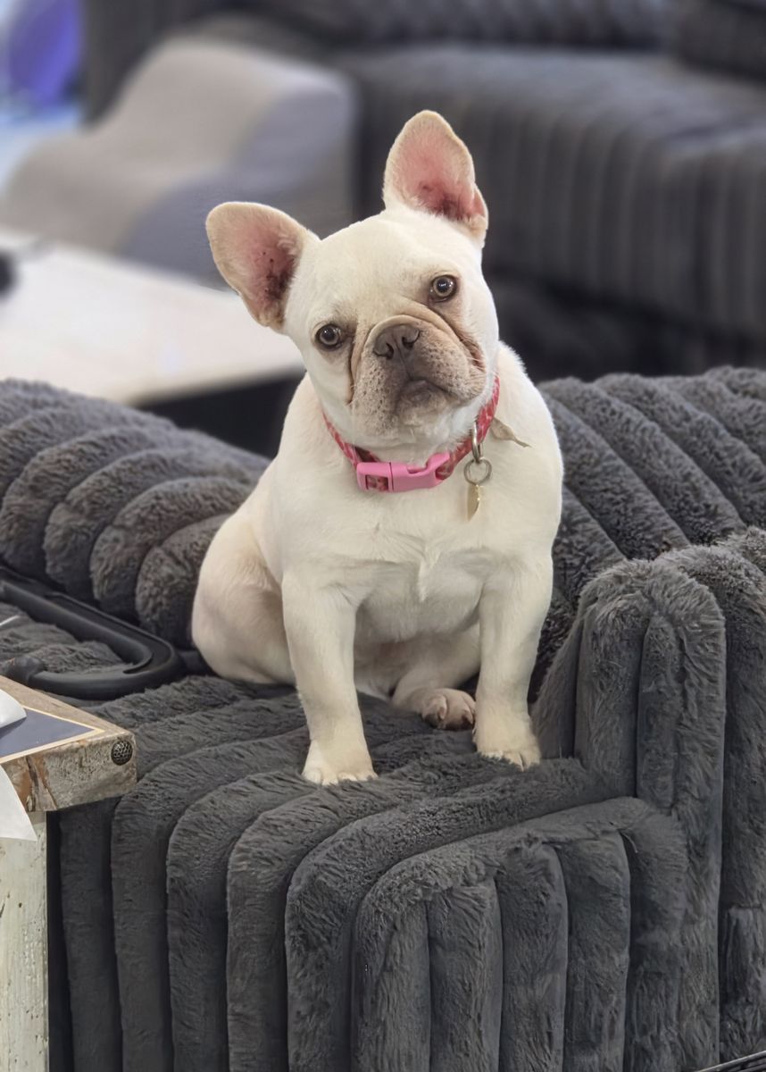 Cream female French bulldog 
