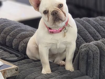 Cream female French bulldog