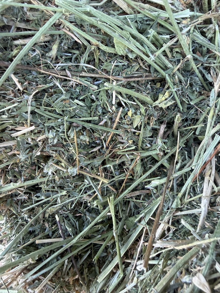 Alfalfa Hay