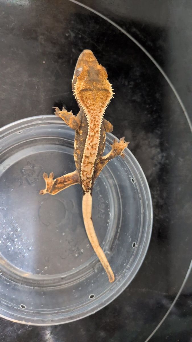 Orange Harley Quinn crested gecko