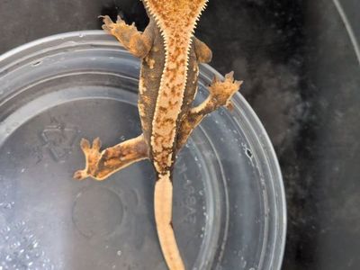 Orange Harley Quinn crested gecko