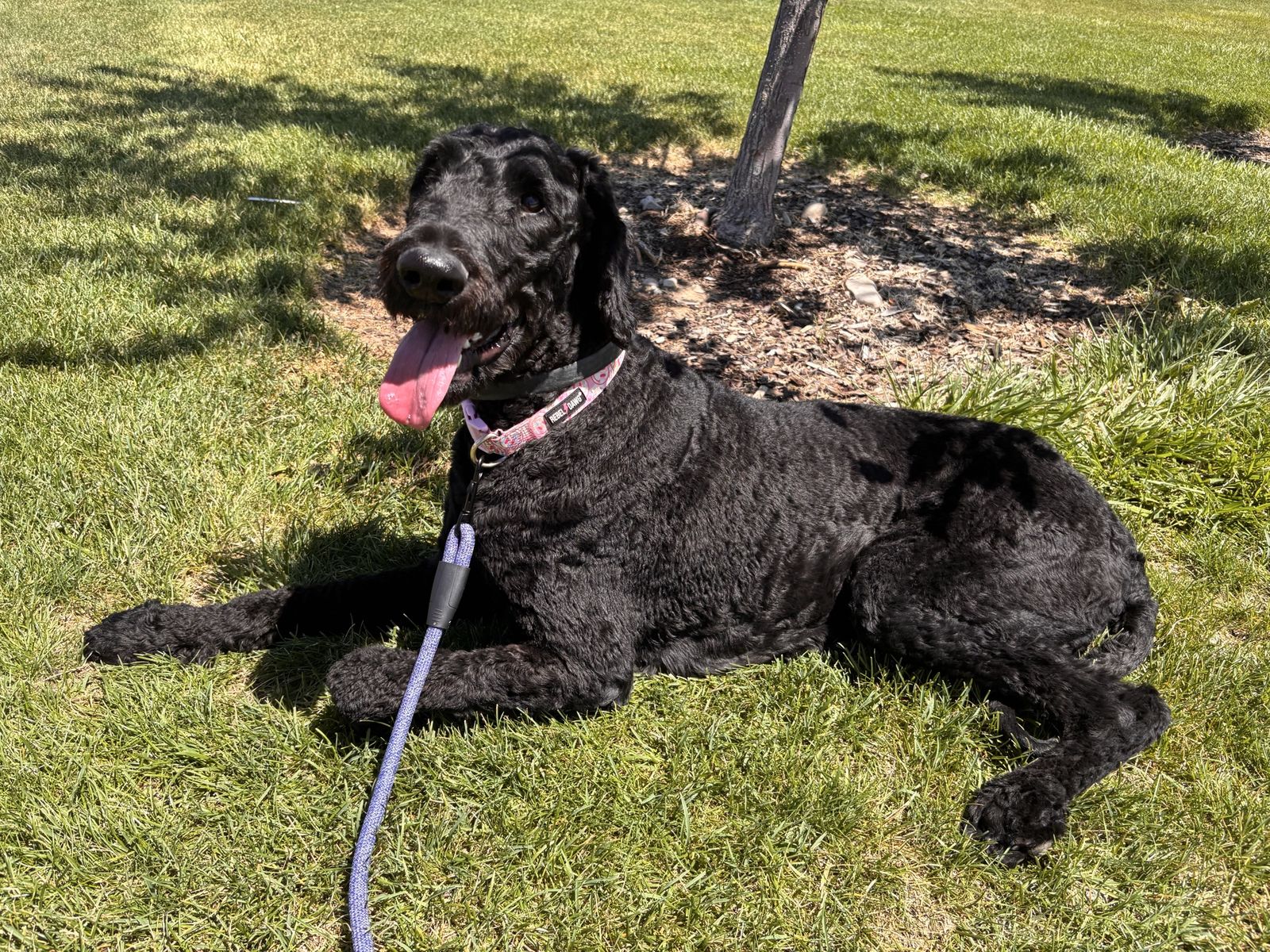 Giant Schnauzer Mix
