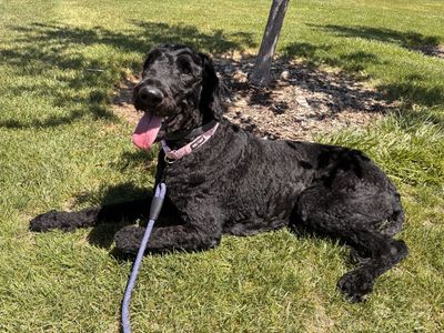 Giant Schnauzer Mix