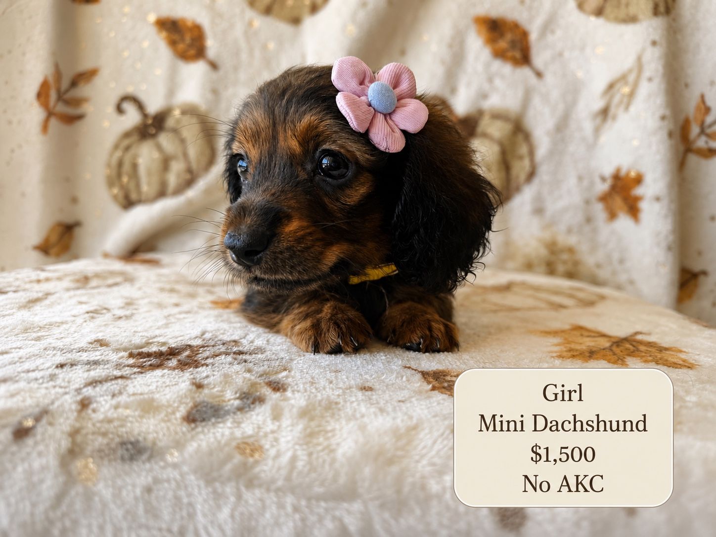 READY NOW TEENIE WEENIE MINI DACHSHUND AND 2 MINI DOXIEDOODLES!