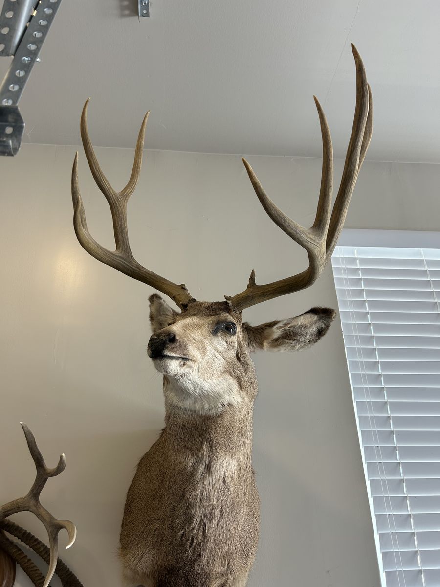 Mule deer mount
