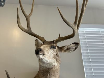 Mule deer mount