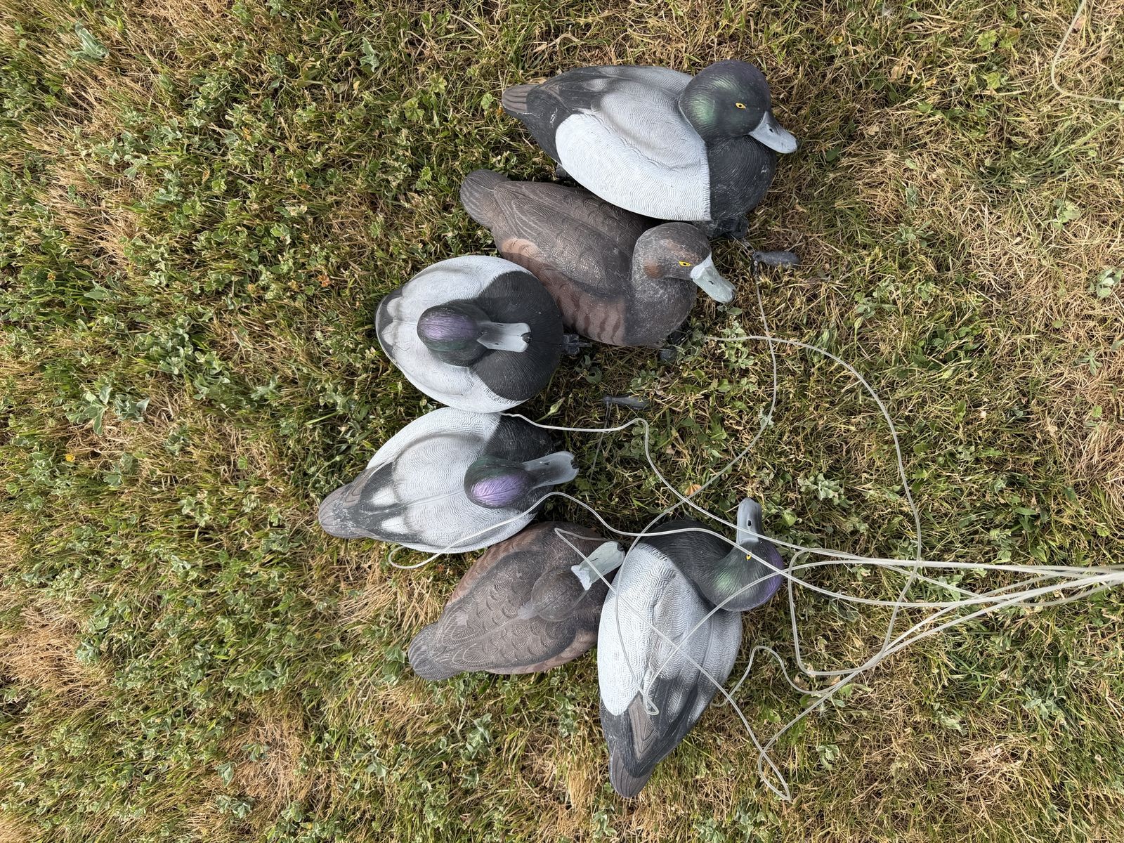 6 GHG Bluebill Decoys