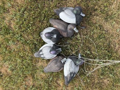6 GHG Bluebill Decoys