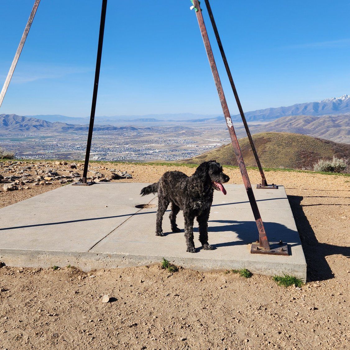 ISO a Doodle that fetches