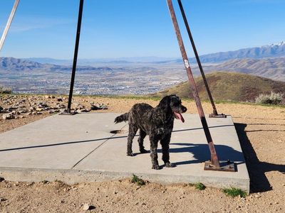 ISO a Doodle that fetches