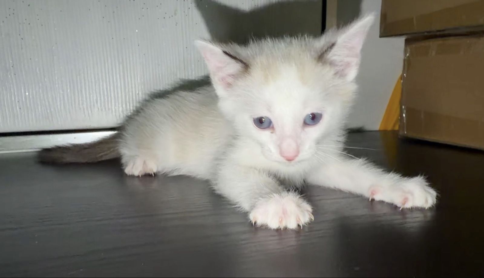 Male kitten