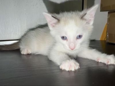 Male kitten
