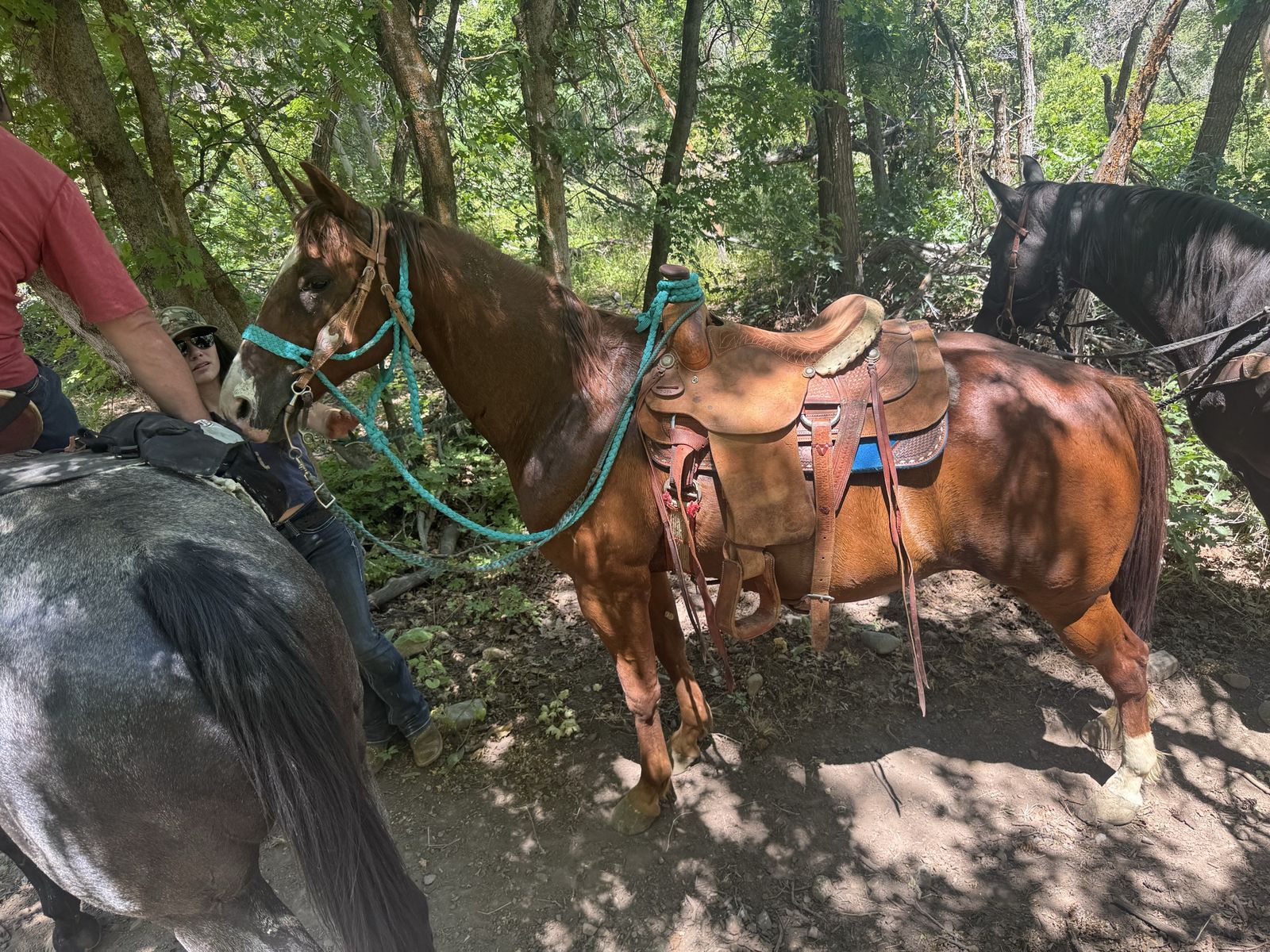 10 yr old Red Sorrow Gelding