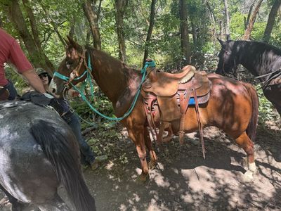 10 yr old Red Sorrow Gelding