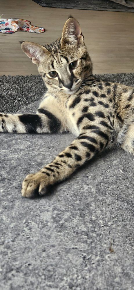 F2 Savannah male Kitten - Valentino (5 Months Old)