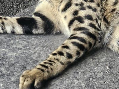 F2 Savannah male Kitten - Valentino (5 Months Old)