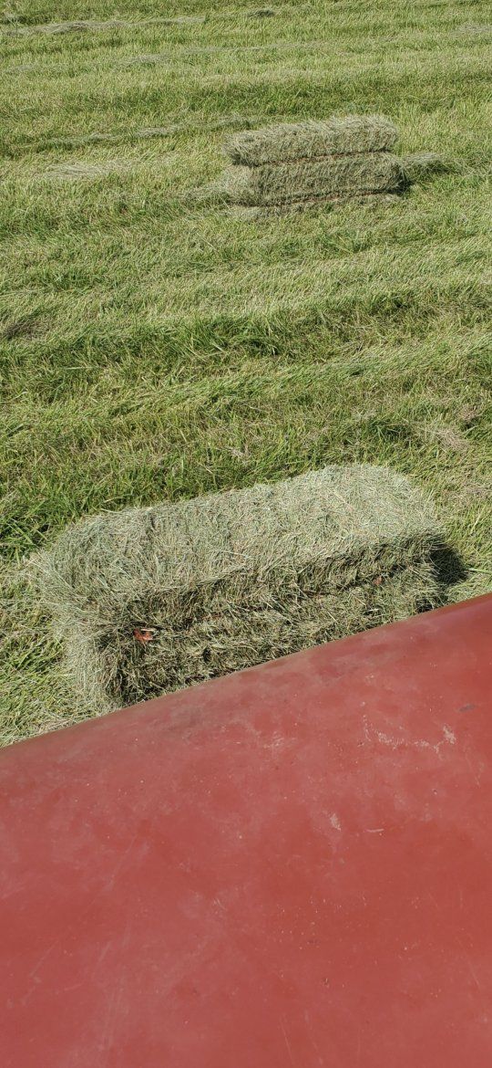 Grass Hay