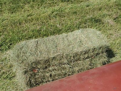 Grass Hay