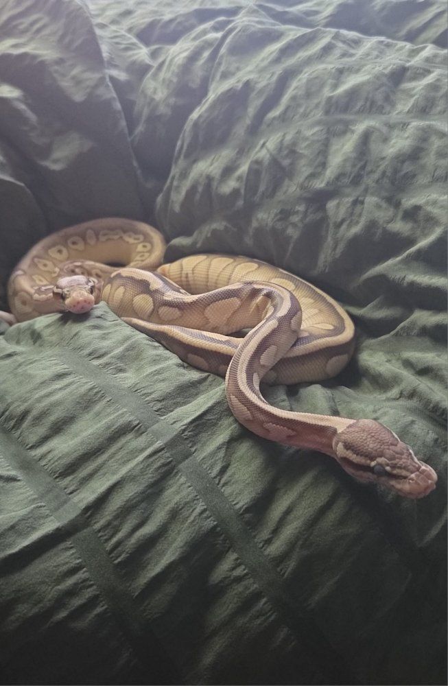 Female Ball Pythons