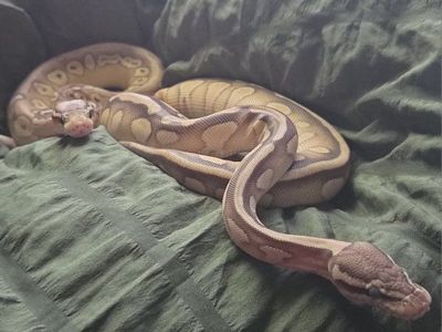 Female Ball Pythons