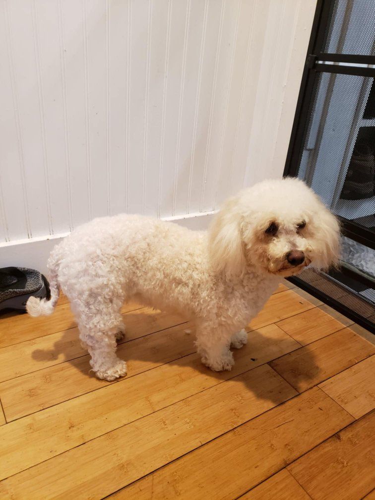 toy poodle, female.