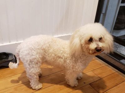 toy poodle, female.