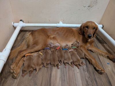 Easter puppies! AKC Dark Red Golden Retriever puppies